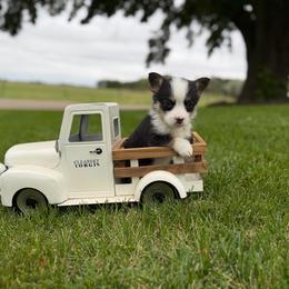 Essie - Black and tan female Pembroke Welsh Corgi puppy in Rose, Nebraska from Clearsky Corgis