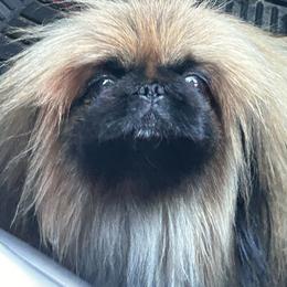 Mercy - Pekingese