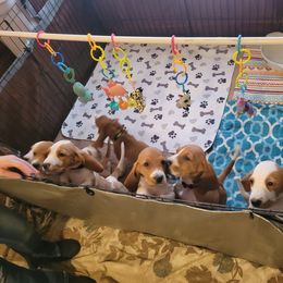 Basset Hound Puppies from Happy Hound Bassets of Whitney