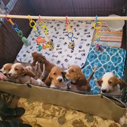 Basset Hound Puppies from Happy Hound Bassets of Whitney