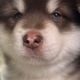 Alaskan Malamutes from The Flying Buffalo's Alaskan Malamute Ranch