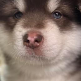 Alaskan Malamutes from The Flying Buffalo's Alaskan Malamute Ranch