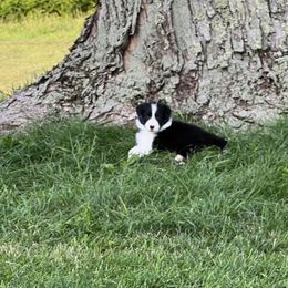 Border Collie Puppies from Pineview Farm