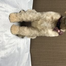 Poodle Puppies from PaintersPreciousPoodles