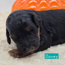 Dovey - Tri-color female Bernedoodle puppy in Neillsville, Wisconsin from Granton Creek
