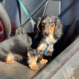 Zoie - Dachshund