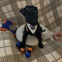 Belgian Malinois from Mike Maas' working dogs