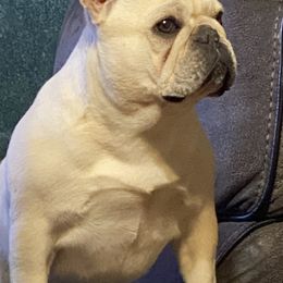 Bulldog and French Bulldog Puppies from DJs Bulldogs