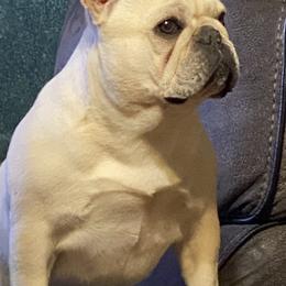 Bulldog and French Bulldog Puppies from DJs Bulldogs