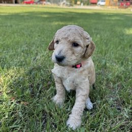 Goldendoodle Puppies from Elevation Goldens