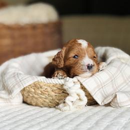 Pickles - Red male Cavapoo puppy in West Bend, Iowa from Adore Puppies