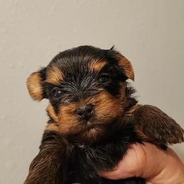 LH lime girl - Blue and gold female Yorkshire Terrier puppy in Alburnett, Iowa from Hobbs Shire Yorkies