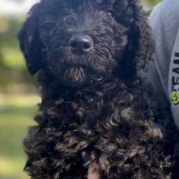Labradoodle Puppies from Hamilton Labradoodles