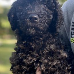 Labradoodle Puppies from Hamilton Labradoodles