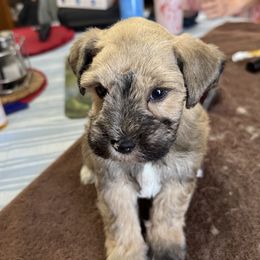 Dante' - Liver male Miniature Schnauzer puppy in Aurora, Missouri from Crazy 'Bout Schnauzers