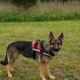 German Shepherds from SJK-9 Rescue & Training