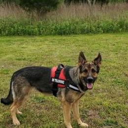 German Shepherds from SJK-9 Rescue & Training