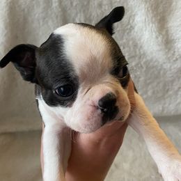 Boston Terriers from Noemi's Boston Terriers