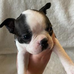 Boston Terriers from Noemi's Boston Terriers