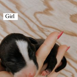 Girl 1 - Italian Greyhound puppy in Waianae, Hawaii from Makanalani Yorkies and Iggys