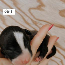 Girl 1 - Italian Greyhound puppy in Waianae, Hawaii from Makanalani Yorkies and Iggys
