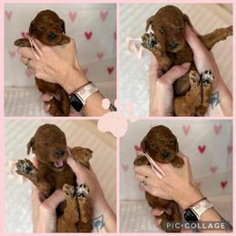 Juliet - Red  female Poodle puppy in Mount Vernon, Illinois from AMC Poodles