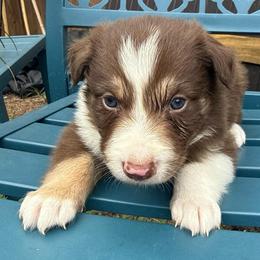 Frank Felipe - White and red male Border Collie puppy in Mckinney, Texas from Border Collies of Ruidoso