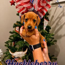 Huckleberry - Red male Dachshund puppy in Waco, Georgia from Huff Family Doxies & Doodles