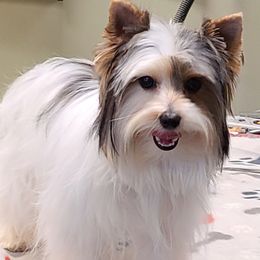 Yorkshire Terriers from Parti Yorkies of the Grove