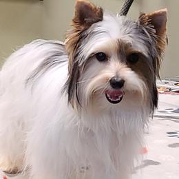 Yorkshire Terriers from Parti Yorkies of the Grove