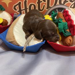Chocolate and tan - Chocolate and tan male Dachshund puppy in Bremen, Georgia from Jones Royal Kennels
