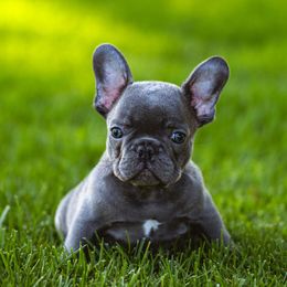 FlightRisk - Blue male French Bulldog puppy in Santa Ana, California from Keep It Kennels