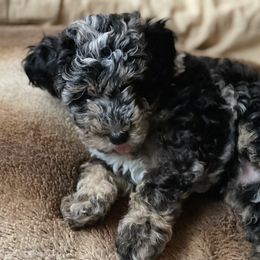 Aussiedoodle Puppies from Dreamydoodle NW