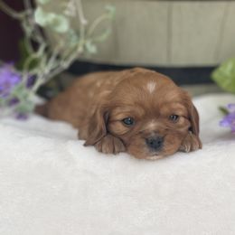 Cavalier King Charles Spaniel Puppies from FriendlyPals