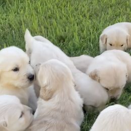 Golden Retriever Puppies from Arkadia