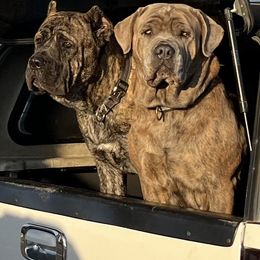 Black brindle - Black brindle male Cane Corso puppy in Dunnellon, Florida from High Royal Kennel