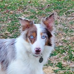 Bent Creek Zeal - Border Collie