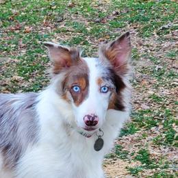 Bent Creek Zeal - Border Collie