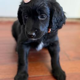 Orange - Black female Golden Aussiedoodle puppy in Chino Valley, Arizona from AZ Stickerdoodles