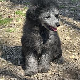 Twig (dark blue) - Silver male Poodle puppy in Cabool, Missouri from Rafter B Farms