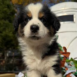 Girl 5 - Black tri female Miniature Australian Shepherd puppy in Potosi, Missouri from Red Hawk Ranch