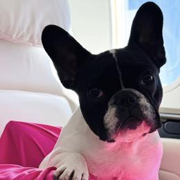 French Bulldogs from Hannah Russo