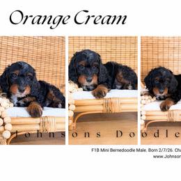 Orange cream - Phantom male Bernedoodle puppy in North Royalton, Ohio from Johnson's Doodles