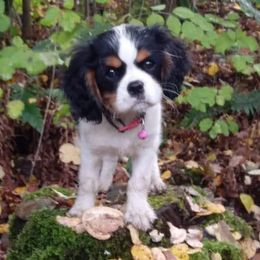 Cavalier King Charles Spaniel Puppies from Otter Bee Cavaliers
