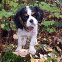 Cavalier King Charles Spaniel Puppies from Otter Bee Cavaliers