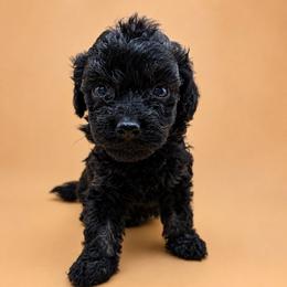 Expresso - Black male Poodle puppy in Sumter, South Carolina from Lixira Poodles LLC