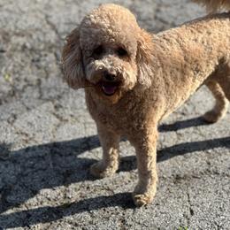 Goldendoodle All Grown Up from Gracefully Doodled