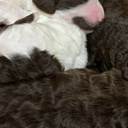 Poodles from Gigi's Doodles and Poodles Ranch