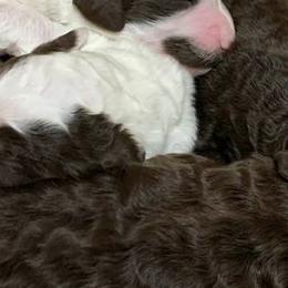 Poodles from Gigi's Doodles and Poodles Ranch