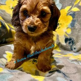 Moose - Sable male Dachshund puppy in Joplin, Missouri from 4 States Mini Dachshunds